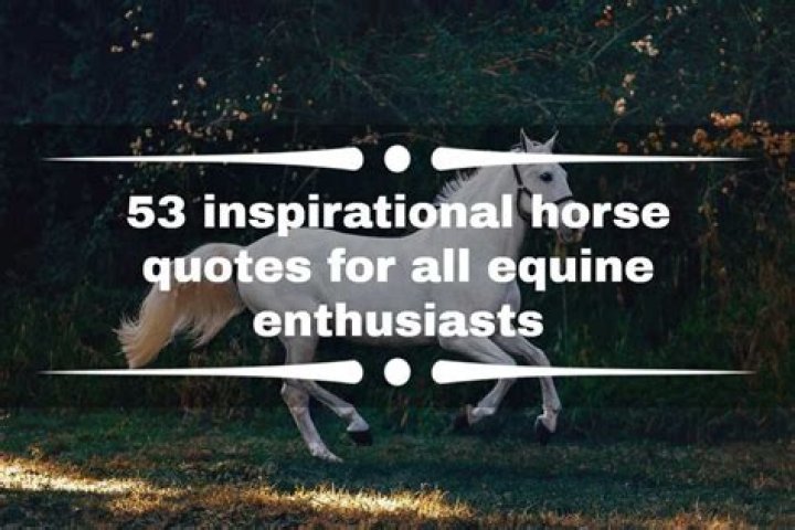 53 inspirational horse quotes for all equine enthusiasts