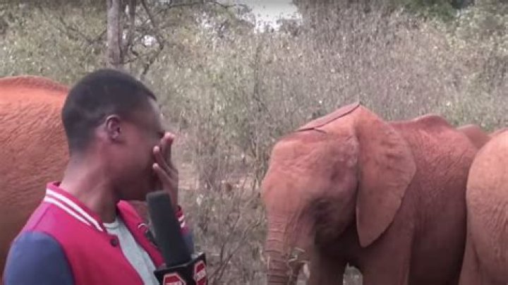 Baby Elephant Interrupts Reporter Alvin Kaunda