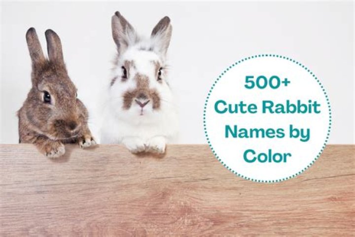 Cute bunny names: find a perfect name for your long-eared friend
