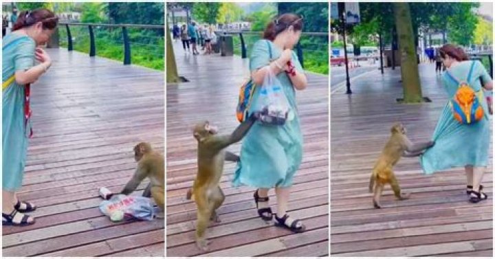 Daylight Robbery: Video Shows Embarrassing Moment Monkey Took Lady's Bag after Dragging Her Dress in Public