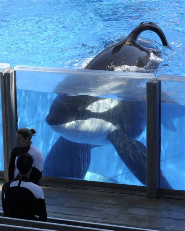 Tilikum Kills Dawn Leaked Footage: Dawn Brancheau Video